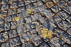 Maple leaf on the granite cube pavement