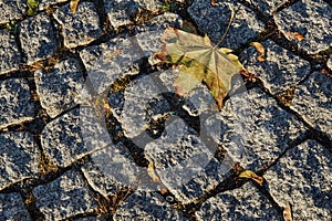 Maple leaf on the granite cube pavement