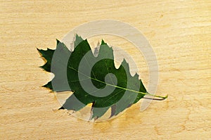 Maple Leaf. Green maple leaf, close-up, on a light background.