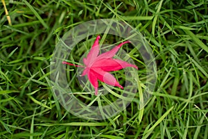 maple leaf on green grass in color of the year 2022
