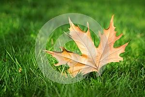Maple leaf on green grass