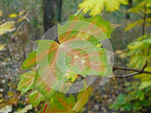 Maple leaf in green and orange tones.