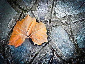 A maple leaf on the ground