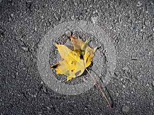 Maple leaf on the ground in autumn. Maple leaf changing colours from green to yellow, orange, red and brown