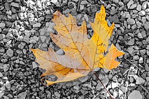 Maple leaf on the ground isolated with selective colour