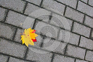 Maple leaf on the ground