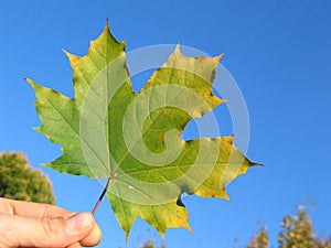 Maple leaf in hand 2