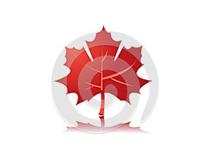 Maple leaf illustration