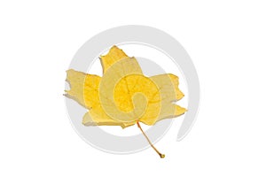 Maple leaf isolate, pure maple