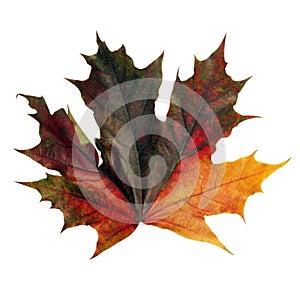 Maple leaf isolated