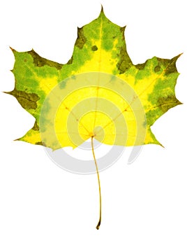 Maple leaf isolated