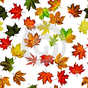 Maple leaf isolated. Autumn yellow red, orange leaf isolated on white. Colorful maple foliage. Season leaves fall on seamless