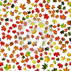 Maple leaf isolated. Autumn yellow red, orange leaf isolated on white. Colorful maple foliage. Season leaves fall on seamless