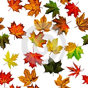 Maple leaf isolated. Autumn yellow red, orange leaf isolated on white. Colorful maple foliage. Season leaves fall on seamless