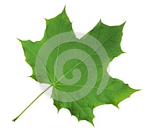 Maple Leaf isolated - Green