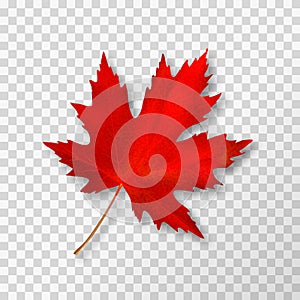 Maple leaf isolated on transparent background. Bright red autumn realistic leaf. Vector illustration eps 10