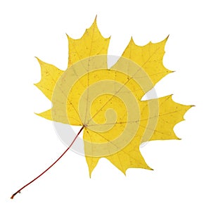 Maple leaf isolated on white