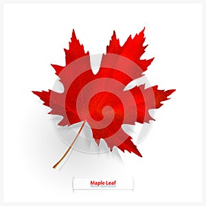 Maple leaf isolated on white background. Bright red autumn realistic leaf. Vector illustration eps 10