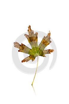 maple leaf isolated on white background with reflection and shadow