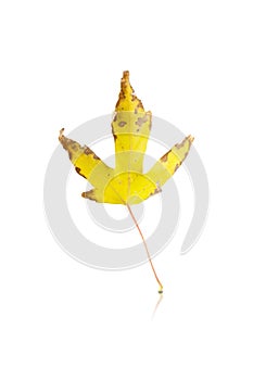 maple leaf isolated on white background with reflection and shadow