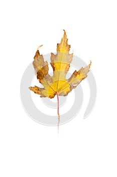 maple leaf isolated on white background with reflection and shadow