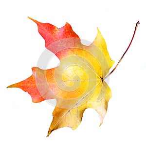 Maple leaf isolated on white. Colored Fall