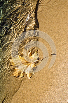 Maple leaf at lake shoreline photo