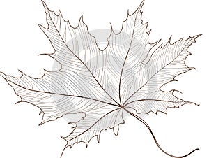 Maple leaf. Linear and silhouette in hand-drawn style