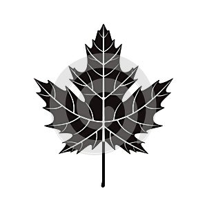 Maple leaf logo. Isolated maple leaf on white background
