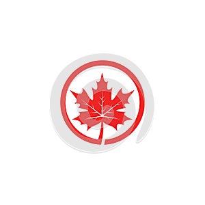 Maple leaf logo template vector icon illustration