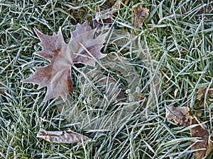 Maple leaf in morning frost