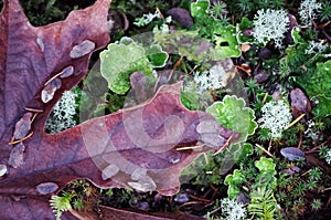 Maple Leaf and Moss