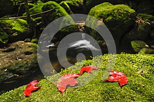 Maple leaf on moss covered rocks near wallterfall in rains fores