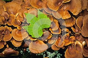 Maple leaf on mushrooms