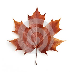 Maple leaf, natural brown tree leaf