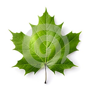 Maple leaf, natural green tree leaf