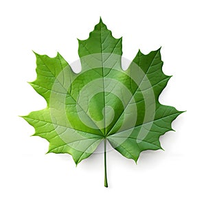 Maple leaf, natural green tree leaf