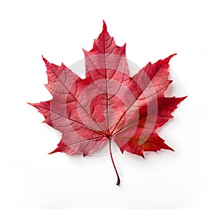 Maple leaf, natural red tree leaf