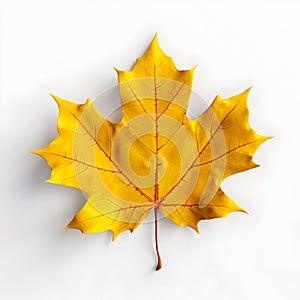 Maple leaf, natural yellow tree leaf