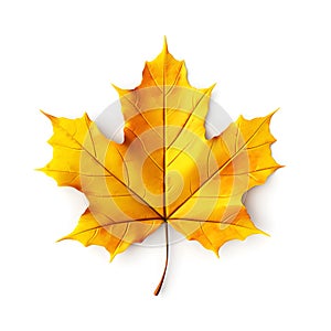 Maple leaf, natural yellow tree leaf