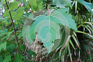 Maple leaf in a nature preserve in Sarasota Florida