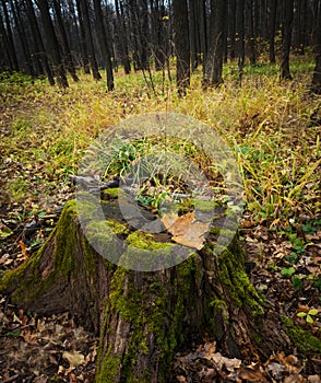 Maple leaf on an old mossy stump