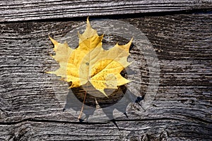 Maple leaf on an old wooden board