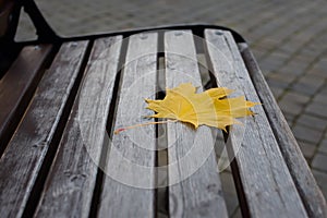 Maple leaf park bench