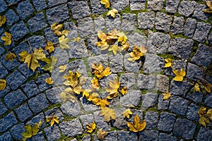Maple leaf on pavement