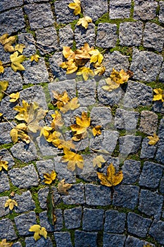 Maple leaf on pavement