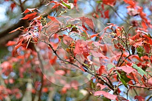 Maple, Leaf, Phukradueng, Loei