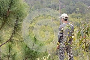 Maple, Leaf, Phukradueng, Loei