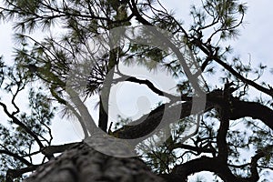 Maple, Leaf, Phukradueng, Loei