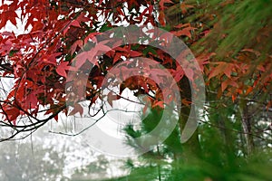 Maple, Leaf, Phukradueng, Loei,thai,